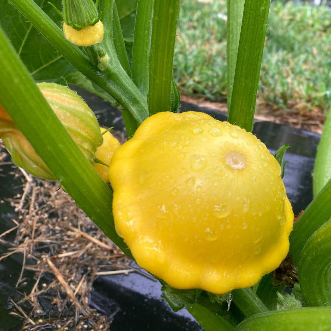 Squash Patty Pan Custard Twinkle